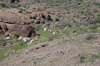 GC-Trek (Presa de Las Ninas-Soria) 2021-017.JPG